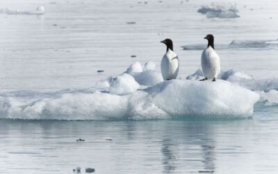 Which is colder, the south pole or the North Pole?