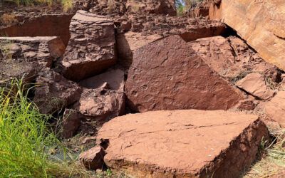 Rare fossilized dinosaur footprints found in Fujian Province